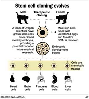 ขั้นตอนการโคลนนิงตัวอ่อนลิงเพื่อสร้างสเต็มเซลล์ (ภาพ : เอพี)