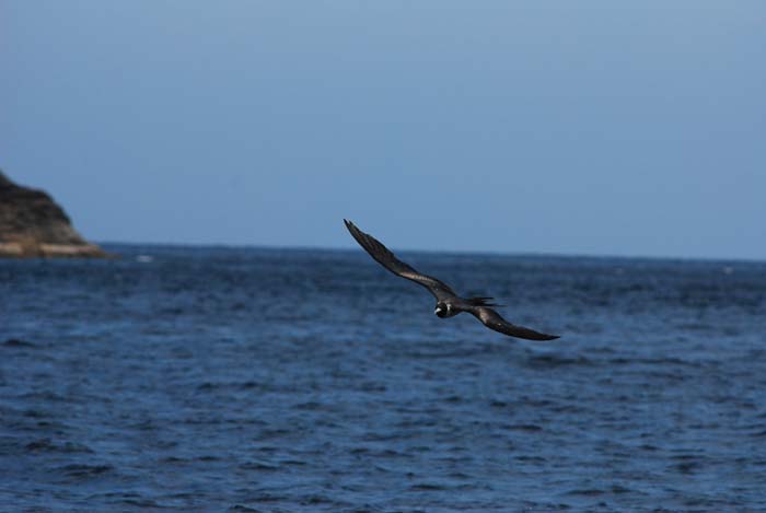นกโจรสลัดเล็กโฉบอยู่กลางทะเล (ภาพโดยวัชระ สงวนสมบัติ)