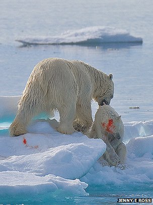 หมีขั้วโลกตัวใหญ่กว่าฆ่าลูกหมีเป็นอาหารหลังจากไม่มีลานน้ำแข็งให้ล่าแมวน้ำได้ตามปกติ เนื่องจากการเปลี่ยนแปลงภูมิอากาศ (เจนนี รอสส์/บีบีซีนิวส์)