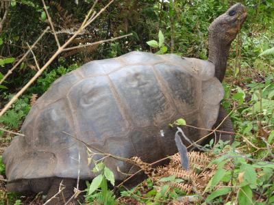 เต่ายักษ์ จี. เบคกี(G. Becky) เป็นเต่าในท้องถิ่นของเกาะอิสาเบลา และมีลักษณะกระดองค่อนข้างเป็นรูปโดม 