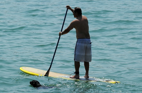 Rio de Janeiro, Rio de Janeiro, BRAZIL: A man enjoy stand up paddle surf next to his dog at Copacabana beach in Rio de Janeiro on September 19, 2012 in Brazil. Copacabana beach was included on a US website Huffington Post as one of the most dangerous beaches in the world, due to high level of crimes. AFP PHOTO/Antonio Scorza