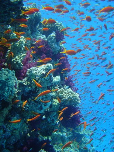 แนวปะการังและบรรยากาศสวยๆ ของ The Great Barrier Reef
