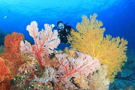 จุดดำน้ำชมปะการังน้ำลึก (ภาพโดย วินิจ รังผึ้ง)