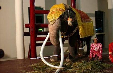 พระเศวตอดุลยเดชพาหนฯ ช้างต้นช้างสำคัญในรัชกาลปัจจุบัน