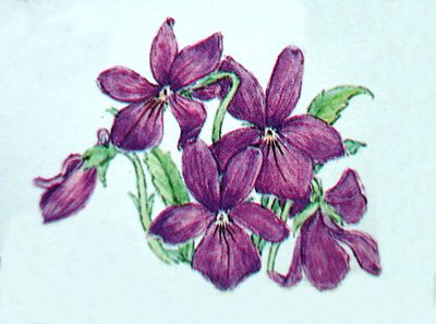 (ภาพที่ 13) ดอกไวโอเล็ต (Violet) หมายถึง ความซื่อสัตย์และความตายในวัยเยาว์