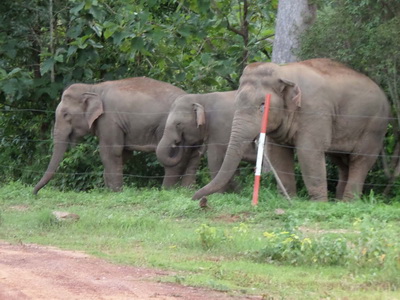ช้างป่าจากเขตรักษาพันธุ์สัตว์ป่าภูหลวง ออกมาหากินนอกรั้วไฟฟ้า 