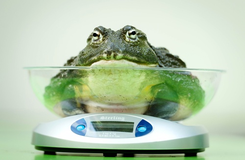 London, Greater London, UNITED KINGDOM: An African Bullfrog is placed on a weighing scale during the London Zoos annual weigh-in in London on August 21, 2013. The task involves weighing and measuring the population of the zoo, before the information is shared with zoos across the world, allowing them to compare data on thousands of endangered species. AFP PHOTO/Leon Neal 