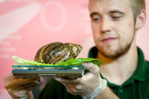 London, Greater London, UNITED KINGDOM: An African Land Snail is weighed during the London Zoos annual weigh-in in London on August 21, 2013. The task involves weighing and measuring the population of the zoo, before the information is shared with zoos across the world, allowing them to compare data on thousands of endangered species. AFP PHOTO/Leon Neal