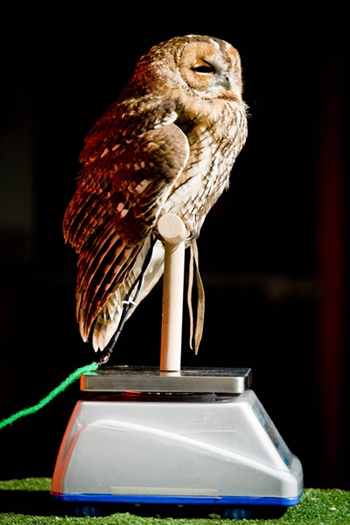 London, Greater London, UNITED KINGDOM: Owlberta, a Tawny Owl, is weighed during the London Zoos annual weigh-in in London on August 21, 2013. The task involves weighing and measuring the population of the zoo, before the information is shared with zoos across the world, allowing them to compare data on thousands of endangered species. AFP PHOTO/Leon Neal