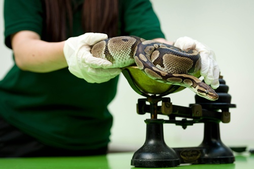 London, Greater London, UNITED KINGDOM: A Royal Python is placed onto a weighing scale during the London Zoos annual weigh-in in London on August 21, 2013. The task involves weighing and measuring the population of the zoo, before the information is shared with zoos across the world, allowing them to compare data on  thousands of endangered species. AFP PHOTO/Leon Neal