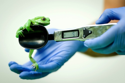 London, Greater London, UNITED KINGDOM: A Waxy Monkey Frog is placed onto a weighing scale during the London Zoos annual weigh-in in London on August 21, 2013. The task involves weighing and measuring the population of the zoo, before the information is shared with zoos across the world, allowing them to compare data on thousands of endangered species. AFP PHOTO/Leon Neal
