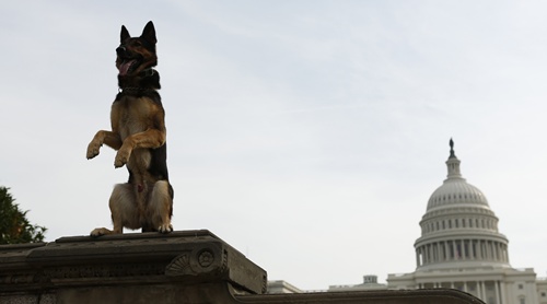 Police dog Echo of the Lakeland, Florida, police force, has his picture taken by his handler at the U.S. Capitol in Washington October 3, 2013. Echo is competing in the annual United States Police Canine Association (USPCA) Field Trials in nearby Maryland. REUTERS/Kevin Lamarque 