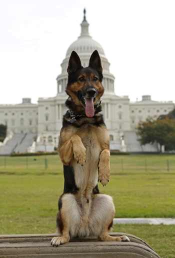 Police dog Echo of the Lakeland, Florida, police force, has his picture taken by his handler at the U.S. Capitol in Washington October 3, 2013. Echo is competing in the Annual United States Police Canine Association (USPCA) Field Trials in nearby Maryland. REUTERS/Kevin Lamarque