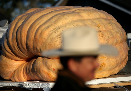 Half Moon Bay, California, UNITED STATES: A giant pumpkin grown by Gary Miller of Napa, California sits in the bed of a truck during the 40th Annual Safeway World Championship Pumpkin Weigh-Off on October 14, 2013 in Half Moon Bay, California. Gary Millers gigantic pumpkin weighed in at 1,985 pounds to win the 40th Annual Safeway World Championship Pumpkin Weigh-Off. Miller took home a cash prize of $11,910, or $6.00 a pound. Justin Sullivan/Getty Images/AFP 