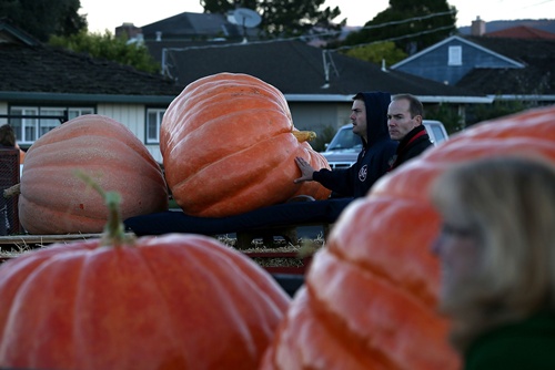 Half Moon Bay, California, UNITED STATES: Giant pumpkins sit in truck beds before the 40th Annual Safeway World Championship Pumpkin Weigh-Off on October 14, 2013 in Half Moon Bay, California. Gary Miller of Napa, California won the 40th Annual Safeway World Championship Pumpkin Weigh-Offgigantic pumpkin with a gigantic pumpkin that weighed in at 1,985 pounds. Miller took home a cash prize of $11,910, or $6.00 a pound. Justin Sullivan/Getty Images/AFP