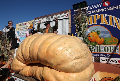 Half Moon Bay, California, UNITED STATES: Gary Miller (R) of Napa, California celebrates after winning the 40th Annual Safeway World Championship Pumpkin Weigh-Off on October 14, 2013 in Half Moon Bay, California. Gary Millers gigantic pumpkin weighed in at 1,985 pounds to win the 40th Annual Safeway World Championship Pumpkin Weigh-Off. Miller took home a cash prize of $11,910, or $6.00 a pound. Justin Sullivan/Getty Images/AFP