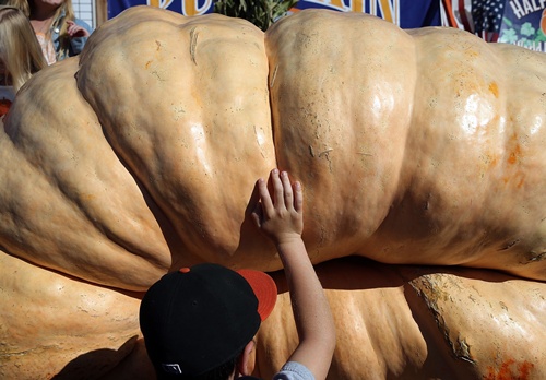 Half Moon Bay, California, UNITED STATES: A young boy touches a 1,985 pound pumpkin during the 40th Annual Safeway World Championship Pumpkin Weigh-Off on October 14, 2013 in Half Moon Bay, California. Gary Miller of Napa, California won the 40th Annual Safeway World Championship Pumpkin Weigh-Offgigantic pumpkin with a gigantic pumpkin that weighed in at 1,985 pounds. Miller took home a cash prize of $11,910, or $6.00 a pound. Justin Sullivan/Getty Images/AFP