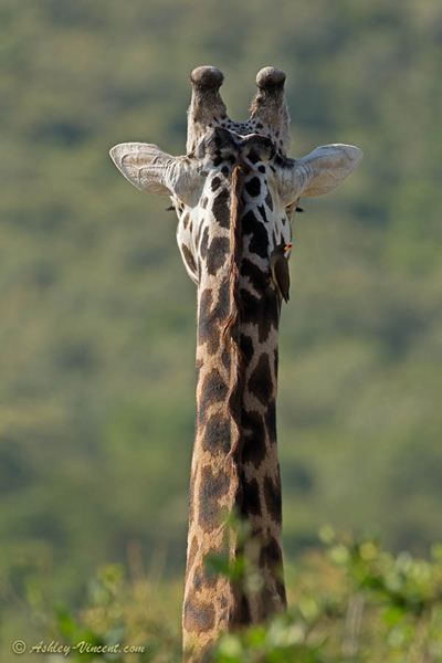 Rare Faceless Giraffe 