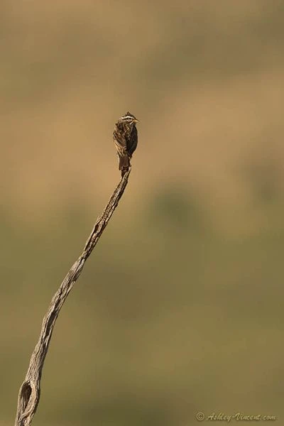 Bird On A Vertical Branch 