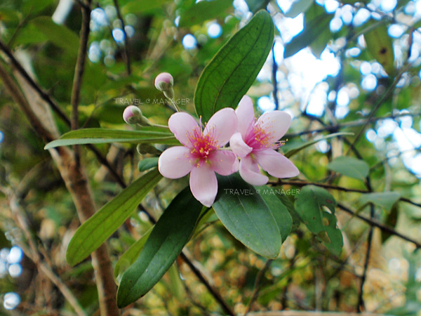 พรวด หรือ กุหลาบบูรพา มีดอกสีชมพูน่ารัก