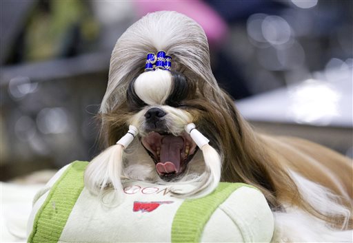 Taitan, a male Shih Tzu from Thailand, yawns while being groomed during Thailand International Dog Show in Bangkok, Thailand on Thursday, June 26, 2014.(AP Photo/Sakchai Lalit)