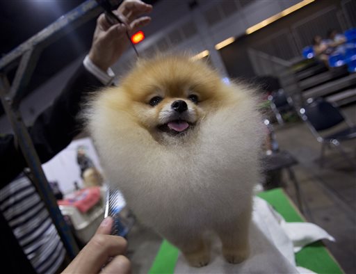 Pepsi, a male Pomeranian from Thailand, is groomed during Thailand International Dog Show in Bangkok, Thaialand on Thursday, June 26, 2014.(AP Photo/Sakchai Lalit)