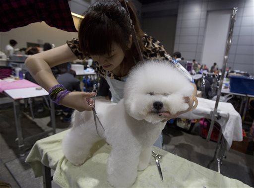 Hillary, a 2-year-old Bichon Frise from China, is groomed during Thailand International Dog Show in Bangkok, Thailand on Thursday, June 26, 2014. (AP Photo/Sakchai Lalit)