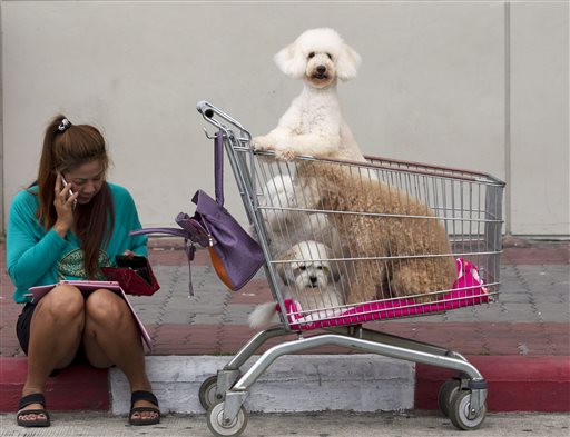 A Thai visitor talks on her phone with her dogs inside a cart outside a venue of Thailand International Dog Show in Bangkok, Thailand on Thursday, June 26, 2014.(AP Photo/Sakchai Lalit)