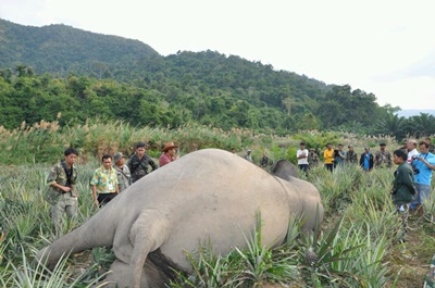 ช้างตัวที่ถูกไฟฟ้าช๊อตกลางไร่สับปะรด อ.ปราณบุรี จ.ประจวบคีรีขันธ์ เมื่อกลางธันวาคมปี 2554