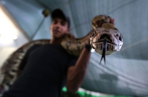 RAMALLAH, WEST BANK: A Palestinian young man shows his pet python on September 27, 2014, in the occupied West Bank city of Ramallah. AFP PHOTO/Abbas Momani