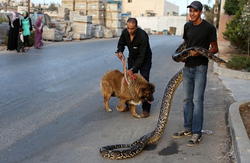 RAMALLAH, WEST BANK: A Palestinian young man takes his pet python on a street on September 27, 2014, in the occupied West Bank city of Ramallah. AFP PHOTO/Abbas Momani