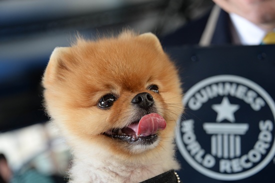 Hollywood, California, UNITED STATES: Jiff the Pomeranian dog visits the Hollywood and Highland complex in Hollywood, California Oct 14, 2014. Jiff is the holder of two Guinness World Records for his speed on two paws. Jiffs world record for speed walking on his hind legs is 10 meters (32.8 feet) in 6.56 seconds. On his front paws, Jiff zips over 5 meters (16.4 feet) in 7.76 seconds. Jiffs records will be featured in the new Guiness World Records book set for release on Sept. 10. Jiffs owners have relocated from Illinois to Los Angeles to pursue the four-year-olds acting career. AFP PHOTO/Robyn Beck
