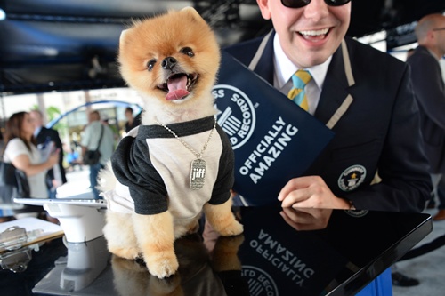 Hollywood, California, UNITED STATES: Jiff the Pomeranian dog poses for a photo with Guinness World Records adjudicator Michael Empric during a visit to the Hollywood and Highland complex in Hollywood, California Oct 14, 2014. Jiff is the holder of two Guinness World Records for his speed on two paws. Jiffs world record for speed walking on his hind legs is 10 meters (32.8 feet) in 6.56 seconds. On his front paws, Jiff zips over 5 meters (16.4 feet) in 7.76 seconds. Jiffs records will be featured in the new Guiness World Records book set for release on Sept. 10. Jiffs owners have relocated from Illinois to Los Angeles to pursue the four-year-olds acting career. AFP PHOTO/Robyn Beck
