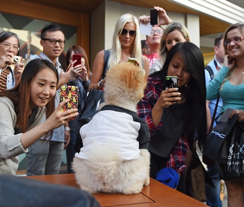 Hollywood, California, UNITED STATES: Jiff the Pomeranian dog attracts a crowd during a visit to the Hollywood and Highland complex in Hollywood, California Oct 14, 2014. Jiff is the holder of two Guinness World Records for his speed on two paws. Jiffs world record for speed walking on his hind legs is 10 meters (32.8 feet) in 6.56 seconds. On his front paws, Jiff zips over 5 meters (16.4 feet) in 7.76 seconds. Jiffs records will be featured in the new Guiness World Records book set for release on Sept. 10. Jiffs owners have relocated from Illinois to Los Angeles to pursue the four-year-olds acting career. AFP PHOTO/Robyn Beck