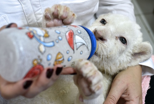 BELGRADE, SERBIA: A zookeeper bottle feeds a three-week-old white lion cub at Belgrade Zoo on October 20, 2014. Two white lion cubs, an extremely rare subspecies of the African lion, were born at the Belgrade Zoo. They are being bottle fed by zoo keepers after they were rejected by their mother after birth. AFP PHOTO/Andrej Isakovic