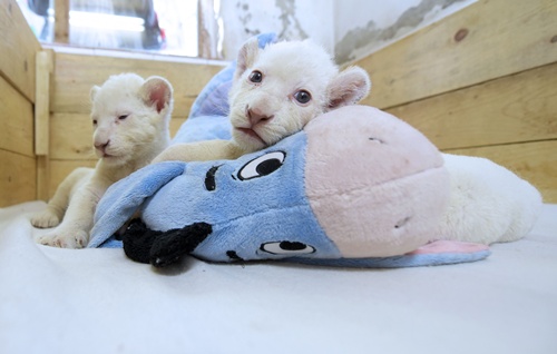BELGRADE, SERBIA: Two three-week-old white lion cubs play with a stuffed donkey toy at Belgrade Zoo on October 20, 2014. The two white lion cubs, an extremely rare subspecies of the African lion, were born at the Belgrade Zoo. They are being bottle fed by zoo keepers after they were rejected by their mother after birth. AFP PHOTO/Andrej Isakovic