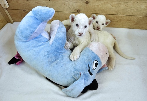 BELGRADE, SERBIA: Two three-week-old white lion cubs play with a stuffed donkey toy at Belgrade Zoo on October 20, 2014. The two white lion cubs, an extremely rare subspecies of the African lion, were born at the Belgrade Zoo. They are being bottle fed by zoo keepers after they were rejected by their mother after birth. AFP PHOTO/Andrej Isakovic