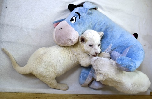 BELGRADE, SERBIA: Two three weeks old white lion cubs play with a soft donkey toy are seen at the Belgrade Zoo on October 20, 2014. The two white lion cubs, an extremely rare subspecies of the African lion, were recently born at the Belgrade Zoo. They are being bottle fed by zoo keepers after they were rejected by their mother after birth. AFP PHOTO/Andrej Isakovic