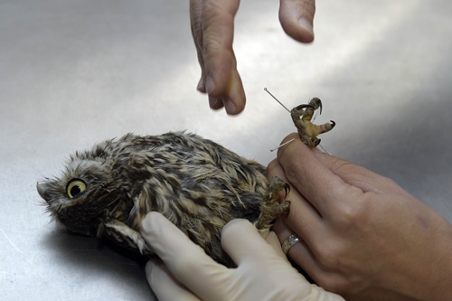 Madrid, SPAIN: Veterinarian acupuncturist Edurne Cornejo inserts needles into a Little owl, or Athene Noctua receives acupuncture treatment at Brinzal, an owl-rescue charity based in a park in the west of Madrid, on November 25, 2014. Two months ago this 25-centimetre (10-inch) bird, hurt his back when he flew by mistake into a stovepipe at a factory in eastern Madrid. About 1,200 birds are brought to the centre each year, of which about 70 percent recover and can be returned to the wild, says Brinzals co-ordinator, Patricia Orejas. AFP PHOTO/Gerard Julien