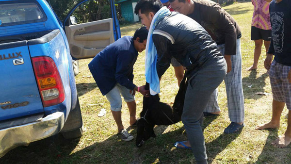 สุนัขสีดำถูกยิงตายและกำลังถูกนำขึ้นรถ ที่นักท่องเที่ยวถ่ายภาพไว้และโพสต์ในโซเชียลเน็ตเวิร์ค