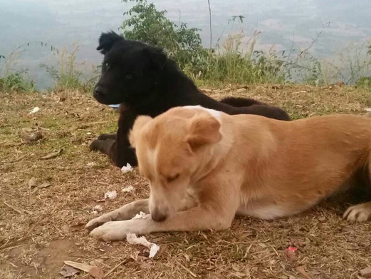 เจ้าสุนัขสีดำ กับสุนัขสีแดงเพื่อนคู่หู ก่อนถูกยิงตาย 