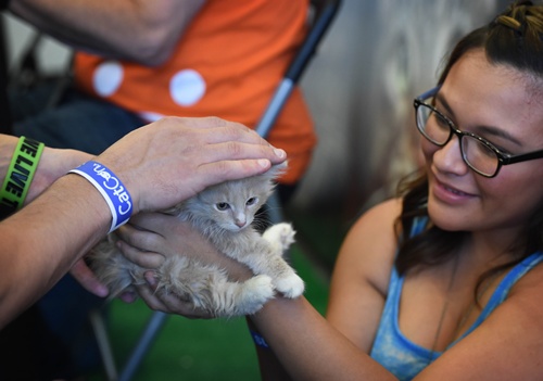 Los Angeles, California, UNITED STATES: Yusuf the kitten waits for adoption at the Best Friends rescue shelter group at the inaugural CatConLa event in Los Angeles, California on June 7, 2015. AFP PHOTO/Mark Ralston