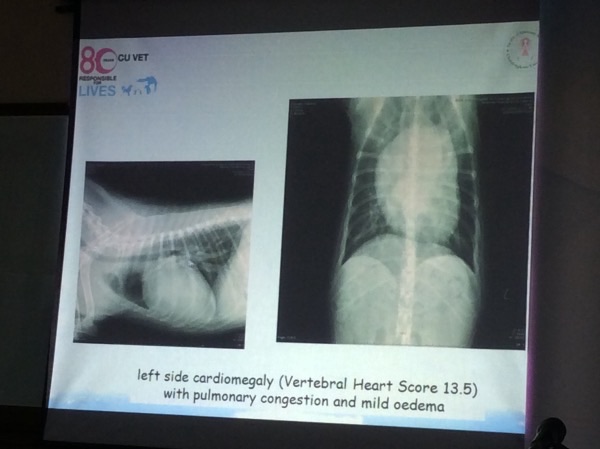 ภาพเอกซเรย์ช่องอกของเจแปนพบว่ามีการขยายใหญ่ของหัวใจด้านซ้าย หร่อที่เรียกว่าหัวใจโต