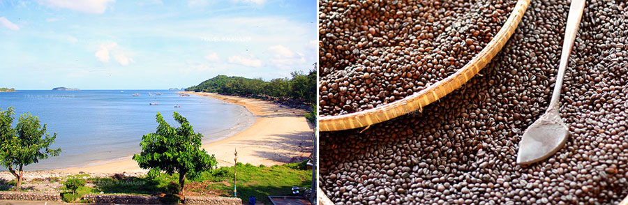 ชุมพร หาดทรายสวยสี่ร้อยลี้ เชื่อมโยงกับระนอง การท่องเที่ยวทางทะเล/เกาะและสวนกาแฟ