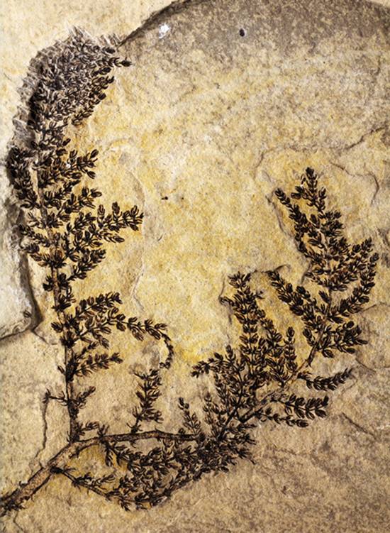    ภาพจากมหาวิยาลัยอิเดียนาที่แสดงถึงฟอสซิลพืชน้ำจืดอายุ 125-130 ล้านปี ซึ่งเป็นพืชดอกที่เก่าแก่ที่สุดชนิดหนึ่งของโลกจากการศึกษาของ เดวิด ดิลเชอร์ และคณะทำงานในยุโรป (AFP PHOTO / INDIANA UNIVERSITY/DAVID DILCHER)