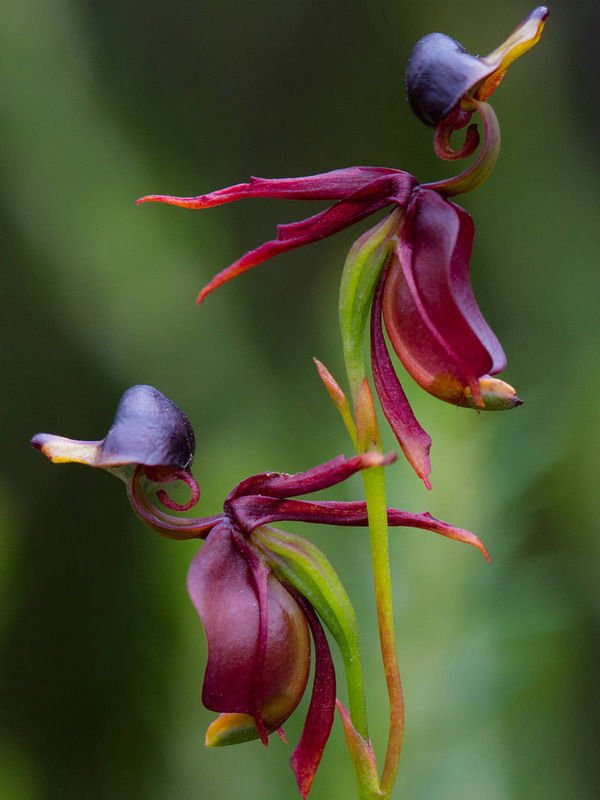 Duck Orchid (กล้วยไม้เป็ดบิน)