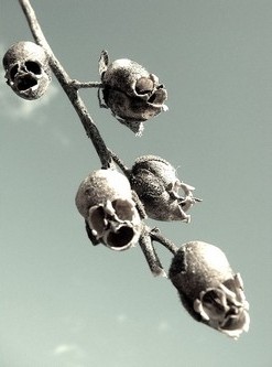 Snapdragon and its Skull (ดอกไม้มังกร หรือดอกกะโหลกมังกร)