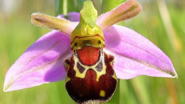 Laughing Bumble Bee Orchid (กล้วยไม้ผึ้งหัวเราะ)