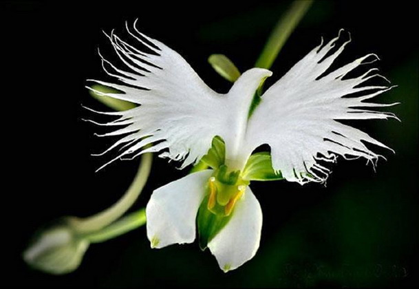 White Egret Orchid (กล้วยไม้นกกระยางขาว)