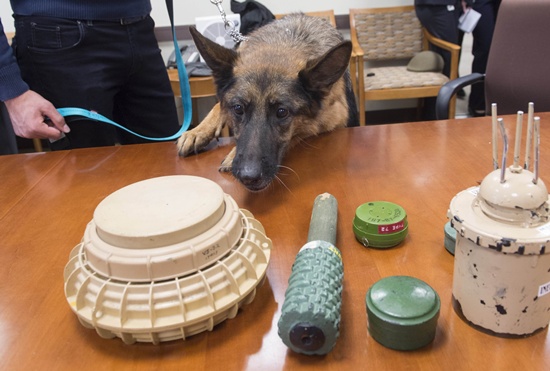 Washington, District of Columbia, UNITED STATES: Astra Joan, a mine detection dog from Lebanon, sniffs inert samples of various mines, during a demonstration in Washington, DC, October 20, 2015. AFP PHOTO/Saul Loeb